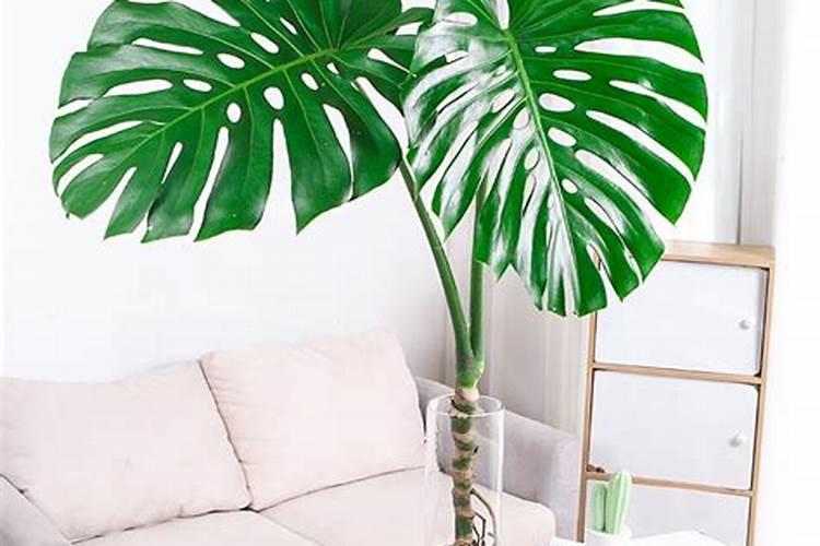 龟背竹可以用啤酒浇吗