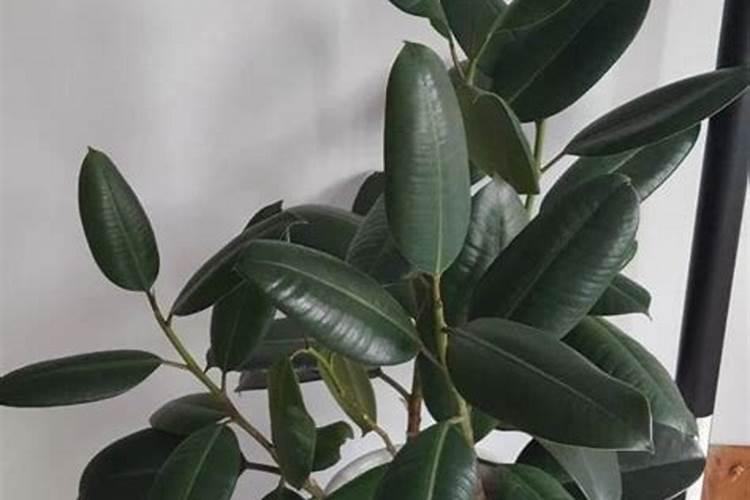 无花果施肥的正确方法