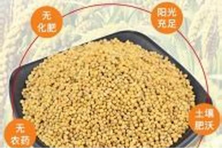 曹元清的富硒谷子,让人震撼