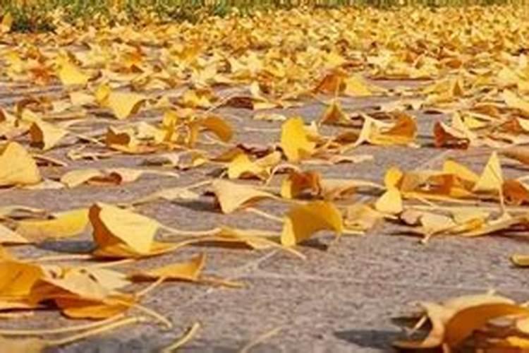 树叶可以发酵做肥料怎么制作呢