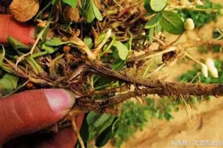 矿源黄腐酸使用大忌