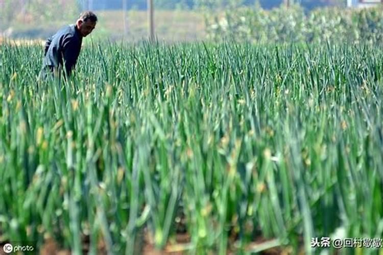 大葱用哪种水溶肥效果好？大葱根茎块膨大剂有哪些？