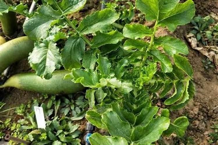 胡萝卜安全生产的施肥要求是什么？