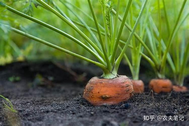 萝卜空心怎么避免