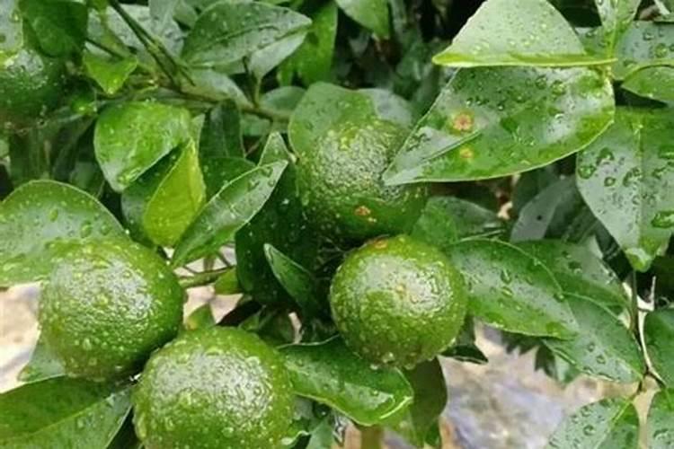 柑橘树缺硼的症状和防治措施是什么？