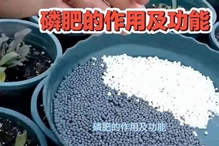 磷肥的正确使用方法