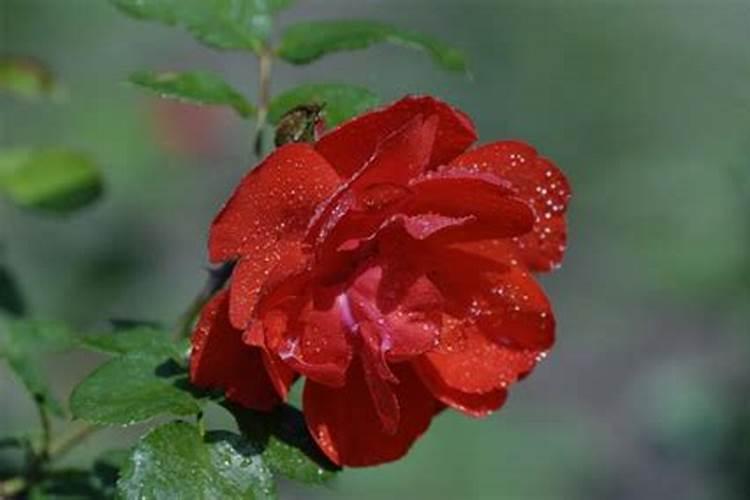 叶面肥和根部追肥有什么区别 叶面肥料可以代替根部施肥吗