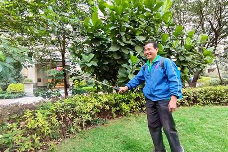 喷施叶面肥有哪些好处？ 70%吡虫啉半翅目害虫的专业杀虫剂