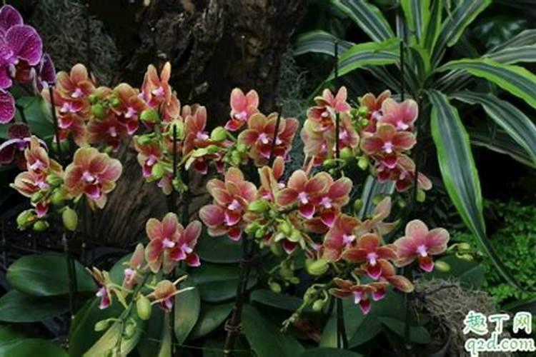 蝴蝶兰开花的时候可以施肥吗