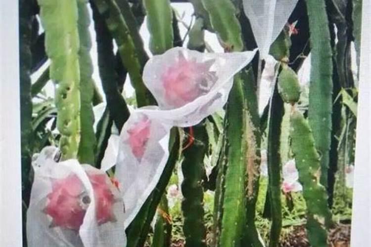 火龙果用什么肥料