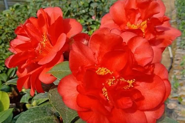 茶花施什么肥最好