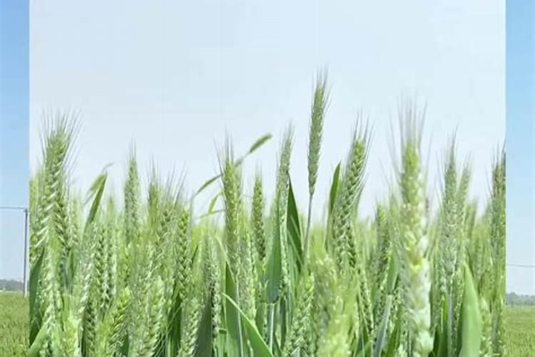 玉米大嗽叭口能打三唑类杀菌剂吗