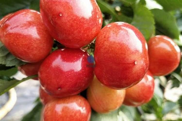 西瓜可以用芸苔素加磷酸二氢钾加多菌灵一起使用能吗？