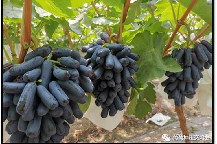 蓝宝石葡萄高产栽培技术
