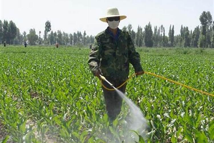 打完玉米叶面肥一个小时左右就下雨了能有效果吗？