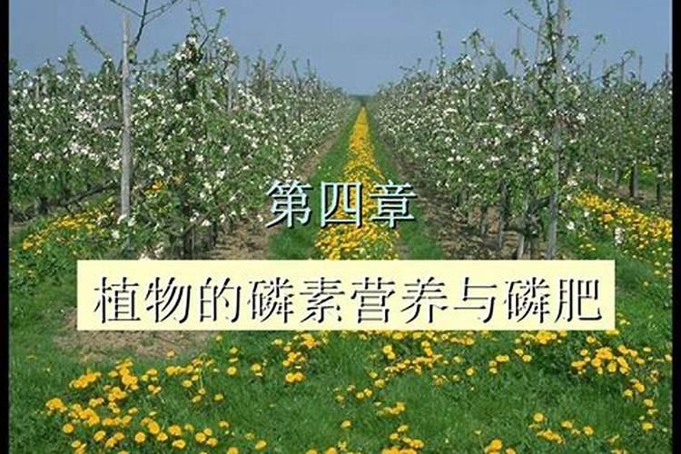 水稻苗床管理技术要点