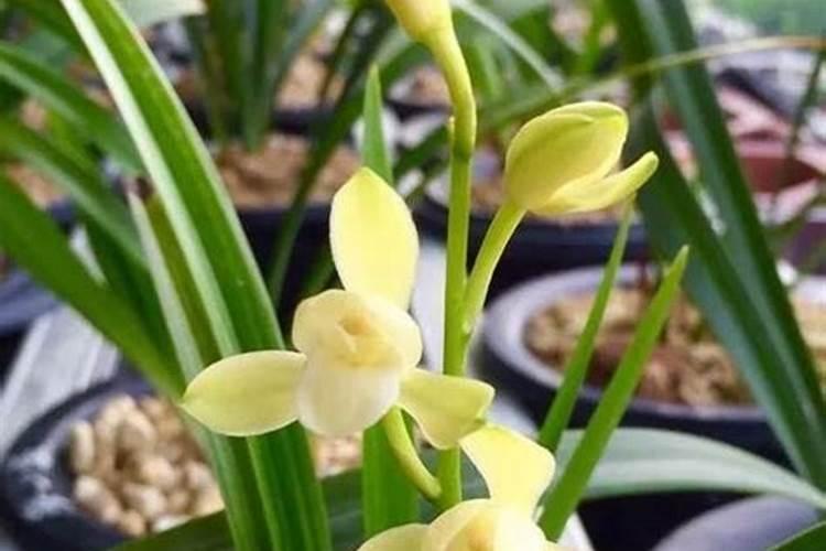 墨兰开花后如何养护,花期怎么养护