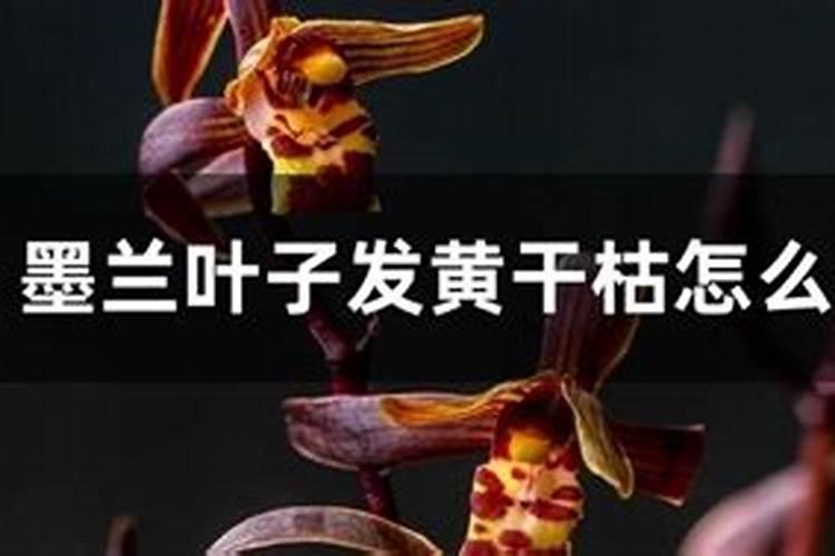 墨兰开花期间怎么养护