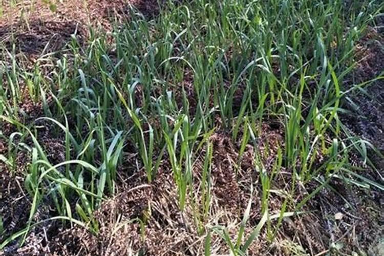 大蒜后期施什么肥好