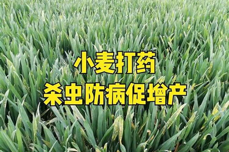 小麦三遍药什么时间打最佳喷施时间
