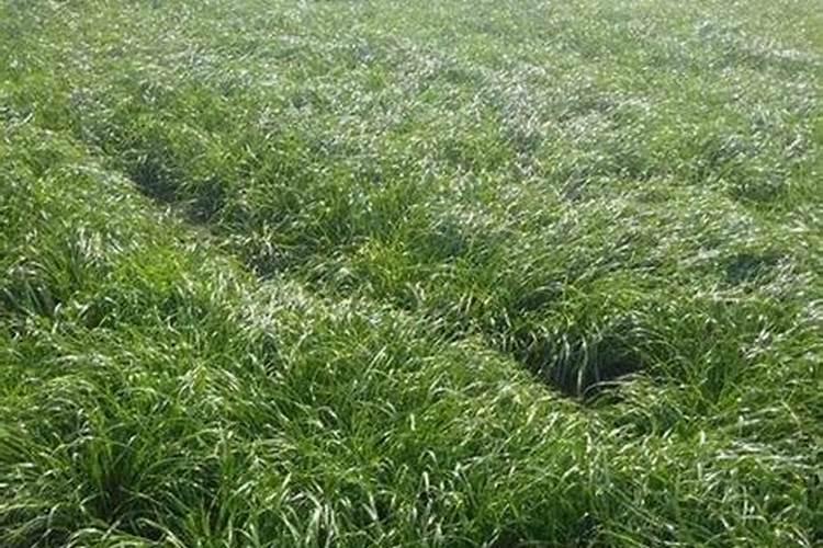 尿素可以浇兰花吗