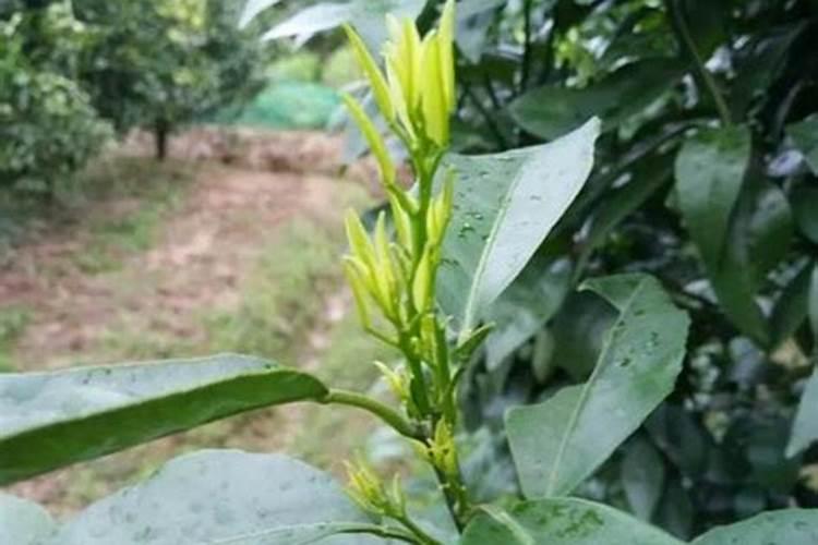 有什么复合肥种番茄