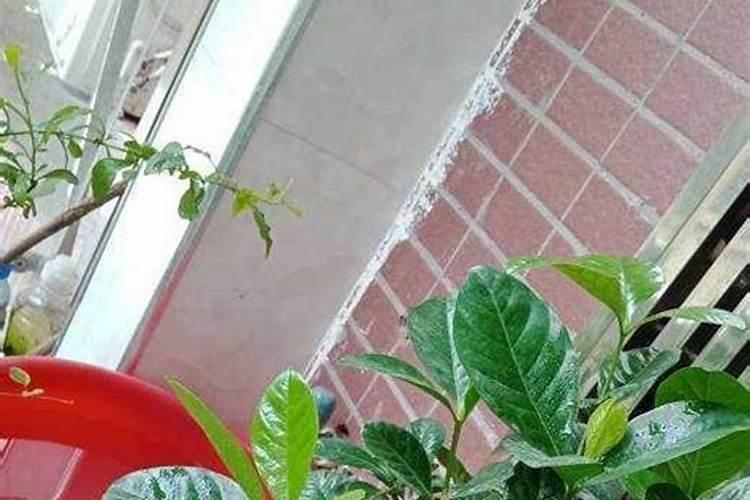 过期的酸奶可以浇花吗浇什么花