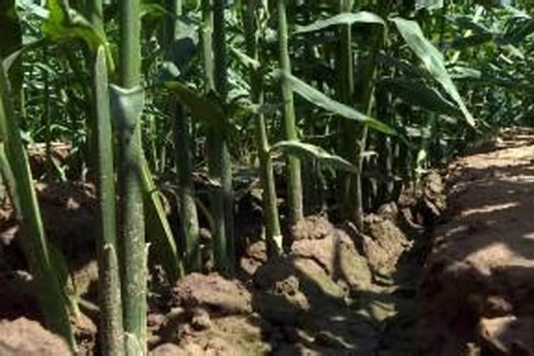 姜什么时侯追肥效果好