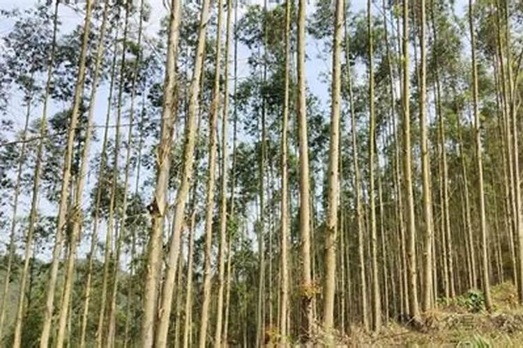 速生桉肥含有什元素