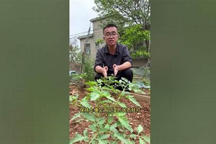 番茄移栽后多久施追肥,缓苗水冲什么肥？