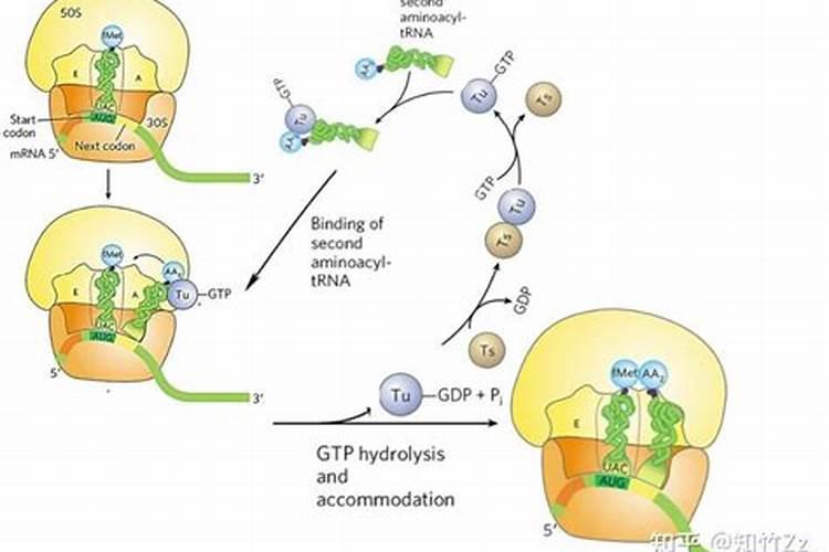 氮肥的主要形态？