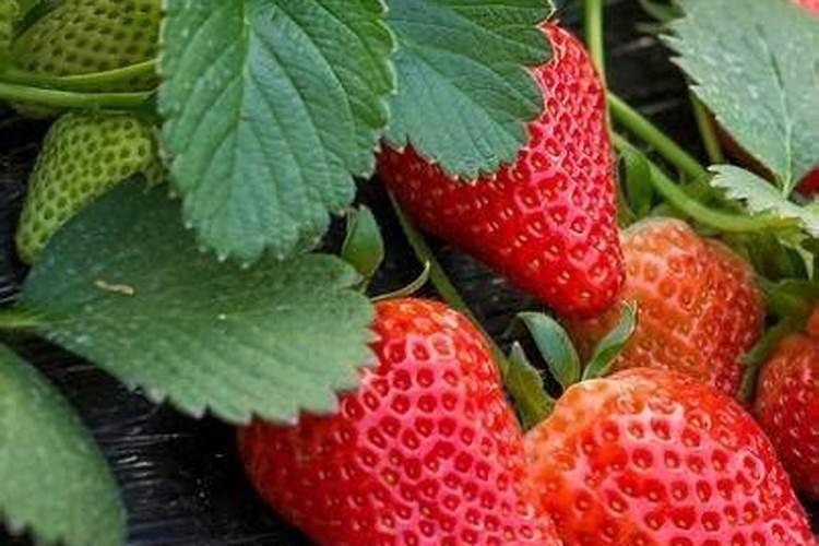 一亩草莓浇了26公斤钾肥多吗？要如何补救