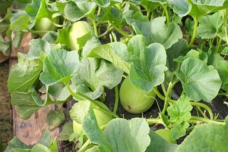 种香瓜用什么肥料最好