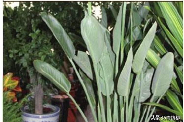 如何给鹤望兰施肥与浇水？