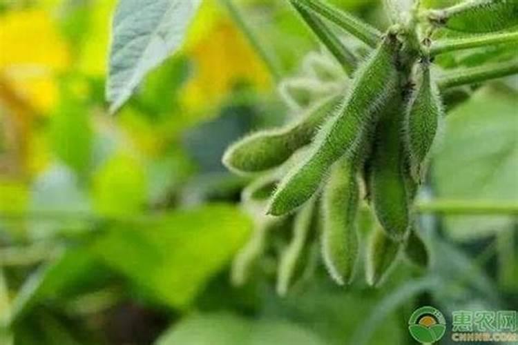 芸苔素冬季在黄瓜上可以用吗