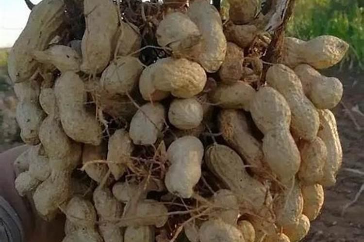 种花生用什么肥料最好高产