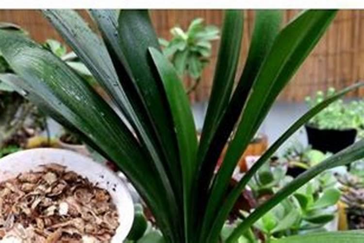 君子兰要在什么季节施肥