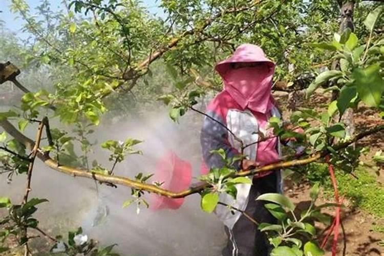 苹果树秋天还能用钾肥吗？