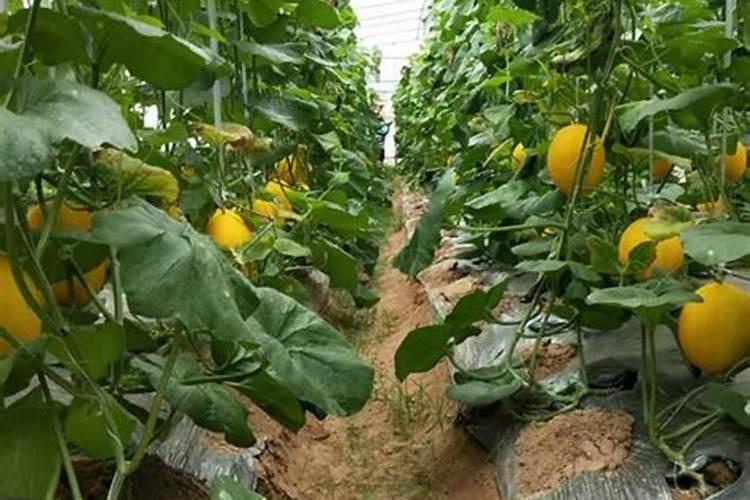 请问专家!甜瓜不太甜放两天还能上糖吗？