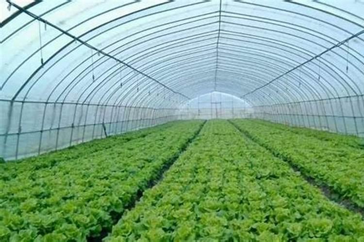 冷棚葡萄啥时候上粪比较合适？