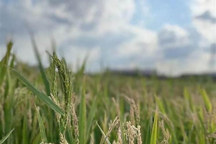 三农龙头股有哪些？