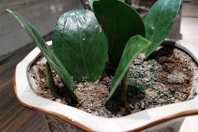 金钱树用什么肥料最好最旺盛