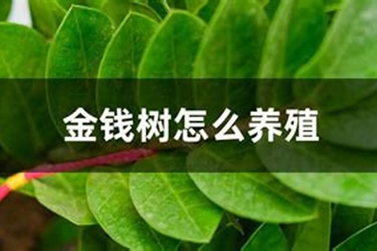 金钱树底肥放什么肥好(底肥施用方法)