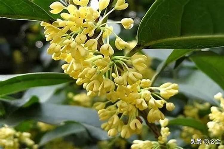 桂花施肥用什么肥料四季施肥要点分享