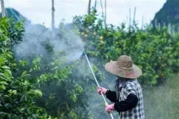 苹果树打药页面肥先放还是后放