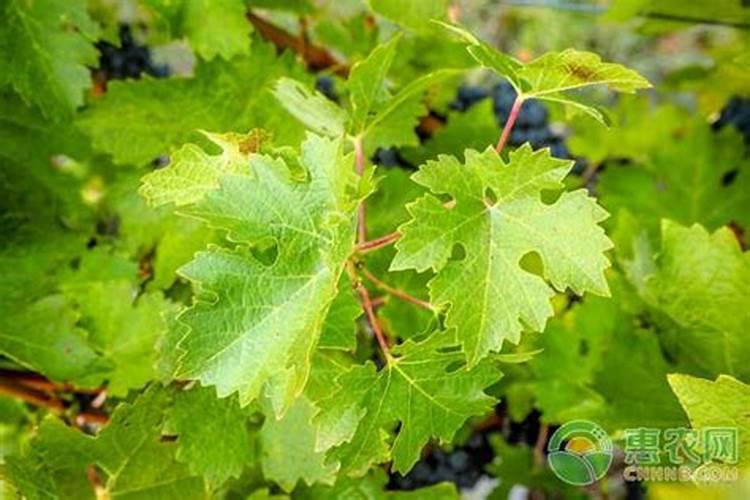 葡萄结果了之后要做哪些相应处理