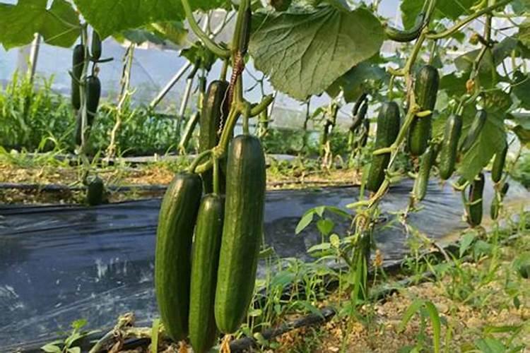 黄瓜促进果实生长叶面喷什么好？黄瓜防裂用什么叶面肥好？
