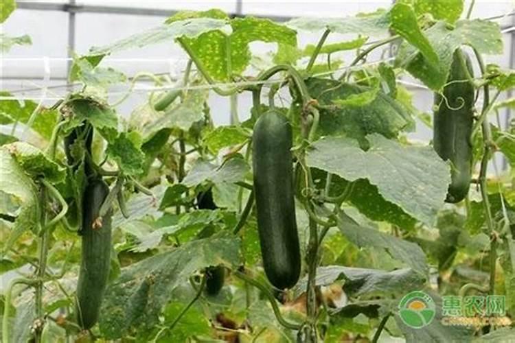 一般的蔬菜瓜果要用到什么肥料