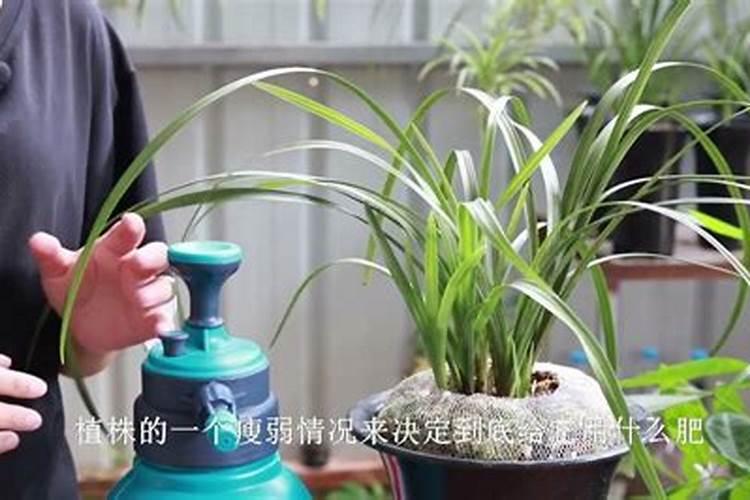 秋季如何给兰花浇水