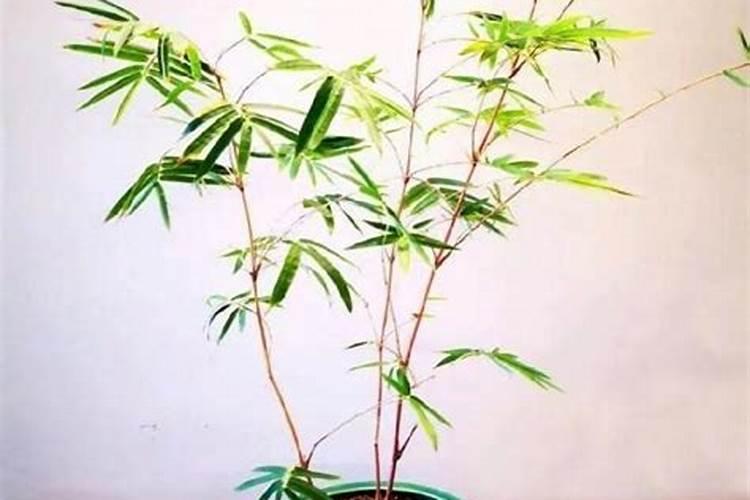 澳洲杉怎么施肥